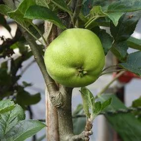 Grenadier Cooking Apple (Malus domestica Grenadier) Img 1